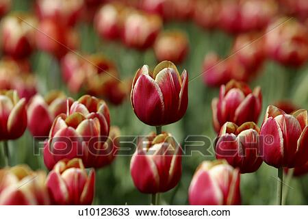 Ottawa Tulip Festival-Dows Lake View Large Photo Image Stock Image - Ottawa Tulip Festival-Dows Lake. Fotosearch