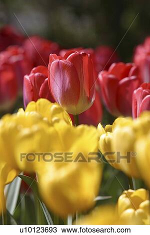 Stock Image - Ottawa Tulip Festival-Dows Lake. Fotosearch