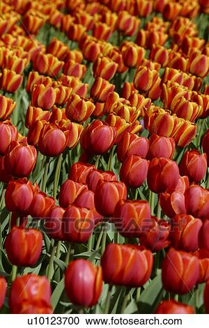 Ottawa Tulip Festival-Dows Lake View Large Photo Image Stock Image - Ottawa Tulip Festival-Dows Lake. Fotosearch