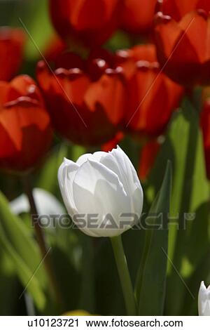 Stock Image - Ottawa Tulip Festival-Dows Lake. Fotosearch