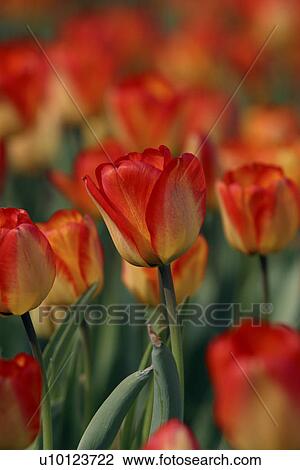 Ottawa Tulip Festival- Dows Lake View Large Photo Image Stock Image - Ottawa Tulip Festival- Dows Lake. Fotosearch