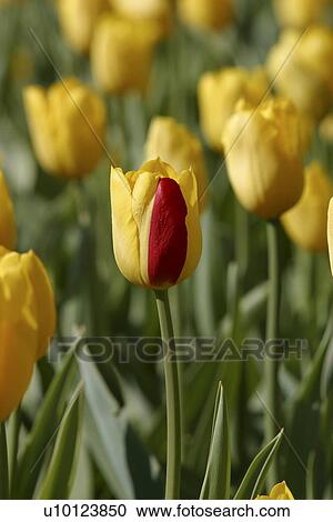 Ottawa Tulip Festival-Dows Lake View Large Photo Image Stock Image - Ottawa Tulip Festival-Dows Lake. Fotosearch