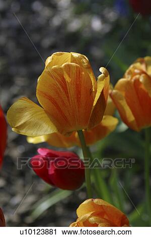 Ottawa Tulip Festival-Dows Lake View Large Photo Image Stock Image - Ottawa Tulip Festival-Dows Lake. Fotosearch