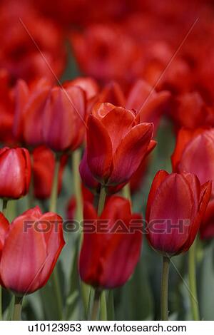 Stock Image - Ottawa Tulip Festival-Dows Lake. Fotosearch