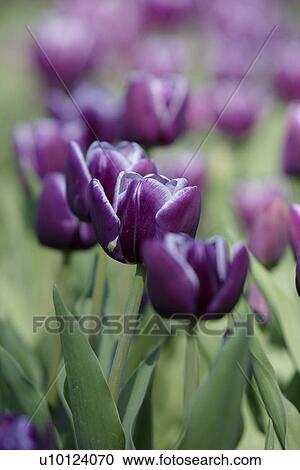 Stock Image - Ottawa Tulip Festival-Dows Lake. Fotosearch