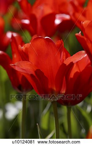 Ottawa Tulip Festival-Dows Lake View Large Photo Image Stock Image - Ottawa Tulip Festival-Dows Lake. Fotosearch