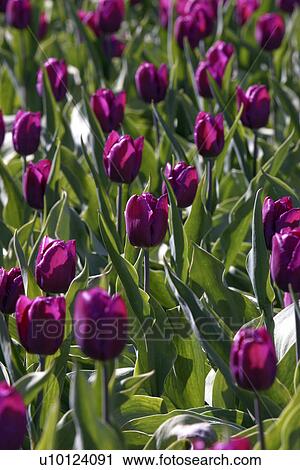 Stock Image - Ottawa Tulip Festival-Dows Lake. Fotosearch