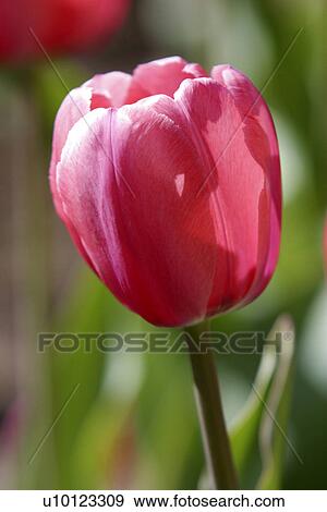 Ottawa Tulip Festival-Dows Lake View Large Photo Image Stock Photo - Ottawa Tulip Festival-Dows Lake. Fotosearch