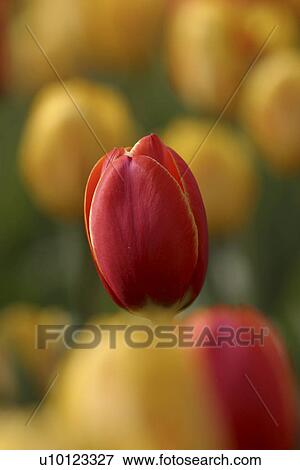 Ottawa Tulip Festival- Dows Lake View Large Photo Image Stock Photo - Ottawa Tulip Festival- Dows Lake. Fotosearch