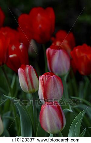 Stock Photo - Ottawa Tulip Festival- Dows Lake. Fotosearch