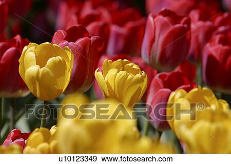 Ottawa Tulip Festival-Dows Lake View Large Photo Image Stock Photo - Ottawa Tulip Festival-Dows Lake. Fotosearch