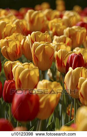 Stock Photo - Ottawa Tulip Festival-Dows Lake. Fotosearch