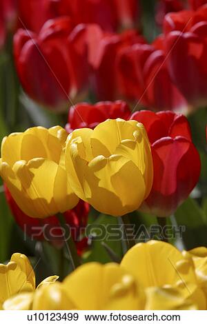 Stock Photo - Ottawa Tulip Festival-Dows Lake. Fotosearch