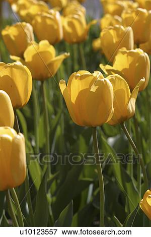 Ottawa Tulip Festival-Dows Lake View Large Photo Image Stock Photo - Ottawa Tulip Festival-Dows Lake. Fotosearch