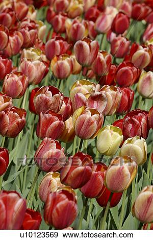 Ottawa Tulip Festival-Dows Lake View Large Photo Image Stock Photo - Ottawa Tulip Festival-Dows Lake. Fotosearch