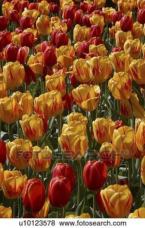 Stock Photo - Ottawa Tulip Festival-Dows Lake. Fotosearch