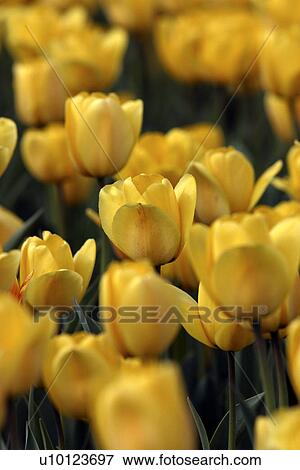Ottawa Tulip Festival- Dows Lake View Large Photo Image Stock Photo - Ottawa Tulip Festival- Dows Lake . Fotosearch