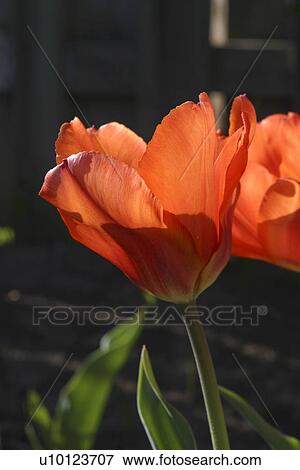 Ottawa Tulip Festival- Dows Lake View Large Photo Image Stock Photo - Ottawa Tulip Festival- Dows Lake. Fotosearch