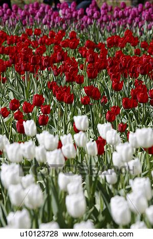 Stock Photo - Ottawa Tulip Festival-Dows Lake. Fotosearch