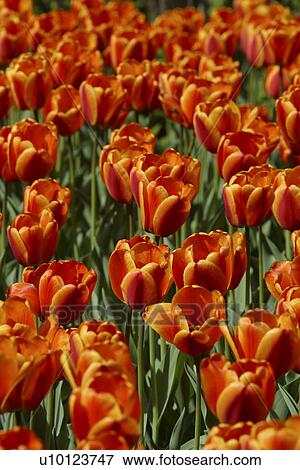 Stock Photo - Ottawa Tulip Festival-Dows Lake. Fotosearch