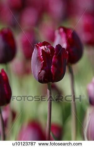 Stock Photo - Ottawa Tulip Festival-Dows Lake. Fotosearch