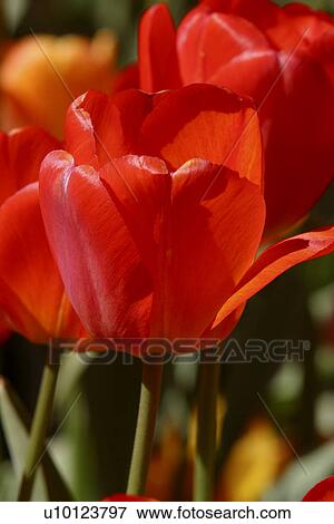 Ottawa Tulip Festival-Dows Lake View Large Photo Image Stock Photo - Ottawa Tulip Festival-Dows Lake. Fotosearch