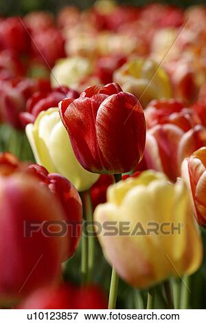 Stock Photo - Ottawa Tulip Festival-Dows Lake. Fotosearch
