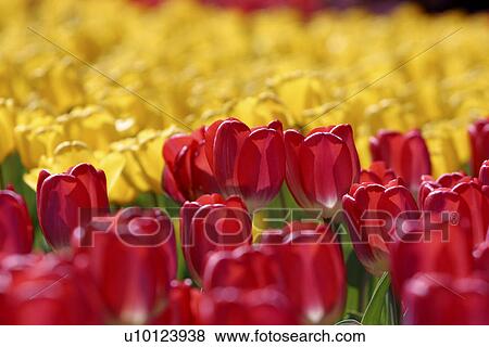 Stock Photo - Ottawa Tulip Festival-Dows Lake. Fotosearch