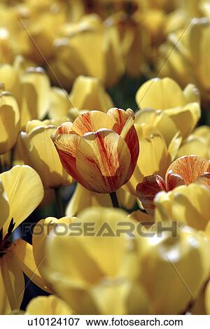 Ottawa Tulip Festival-Dows Lake View Large Photo Image Stock Photo - Ottawa Tulip Festival-Dows Lake. Fotosearch
