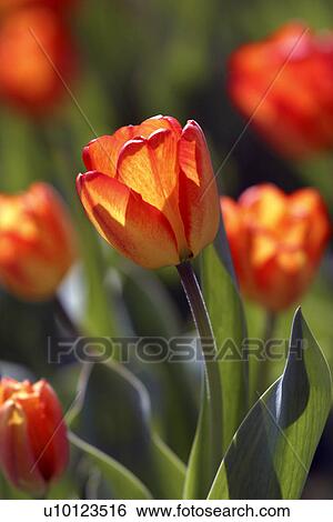 Stock Photograph - Ottawa Tulip Festival-Dows Lake. Fotosearch