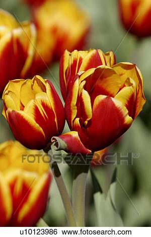 Ottawa Tulip Festival-Dows Lake View Large Photo Image Stock Photograph - Ottawa Tulip Festival-Dows Lake. Fotosearch