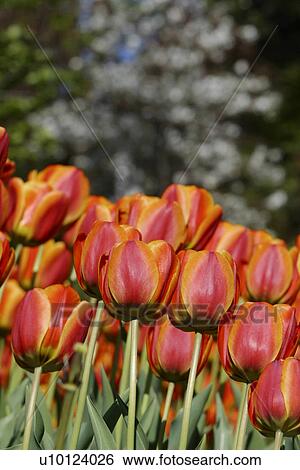 Stock Photograph - Ottawa Tulip Festival-Dows Lake. Fotosearch