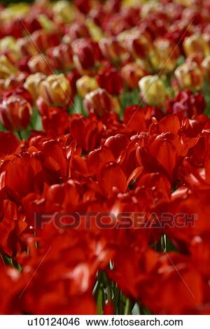 Ottawa Tulip Festival-Dows Lake View Large Photo Image Stock Photograph - Ottawa Tulip Festival-Dows Lake. Fotosearch