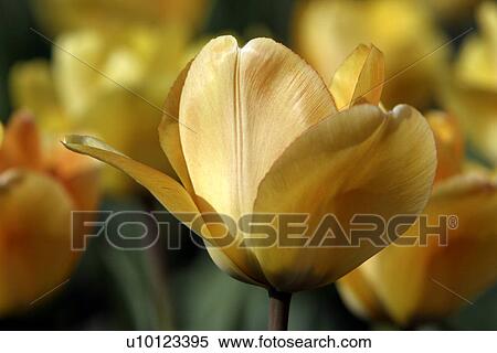 Ottawa Tulip Festival- Dows Lake View Large Photo Image Stock Photography - Ottawa Tulip Festival- Dows Lake. Fotosearch