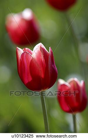 Ottawa Tulip Festival-Dows Lake View Large Photo Image Stock Photography - Ottawa Tulip Festival-Dows Lake. Fotosearch