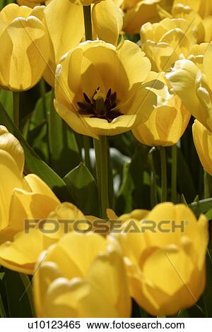 Ottawa Tulip Festival-Dows Lake View Large Photo Image Stock Photography - Ottawa Tulip Festival-Dows Lake. Fotosearch