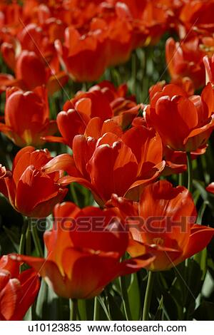 Ottawa Tulip Festival-Dows Lake View Large Photo Image Stock Photography - Ottawa Tulip Festival-Dows Lake. Fotosearch