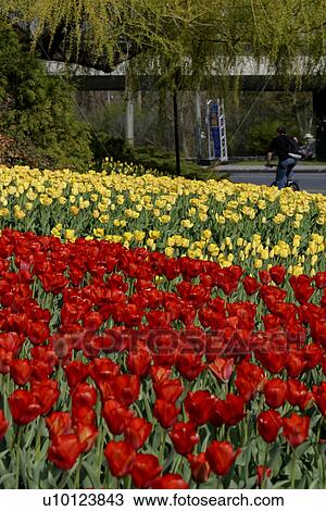 Stock Image - Ottawa Tulip Festival- Dows Lake tulip beds. Fotosearch