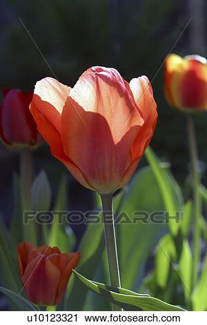 Ottawa Tulip Festival- Houses of Parliament View Large Photo Image Stock Image - Ottawa Tulip Festival- Houses of Parliament. Fotosearch