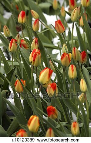 Stock Photo - Ottawa Tulip Festival-surprise snowfall. Fotosearch