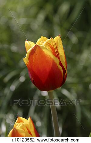 Ottawa Tulip View Large Photo Image Stock Image - Ottawa Tulip . Fotosearch