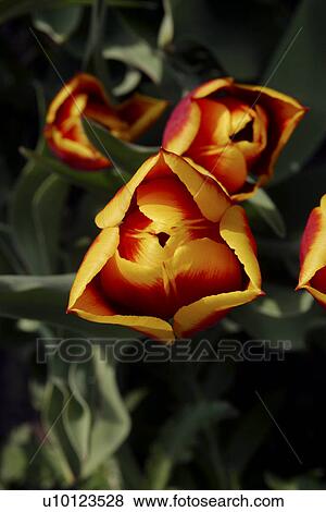 Ottawa Tulip View Large Photo Image Stock Photo - Ottawa Tulip . Fotosearch