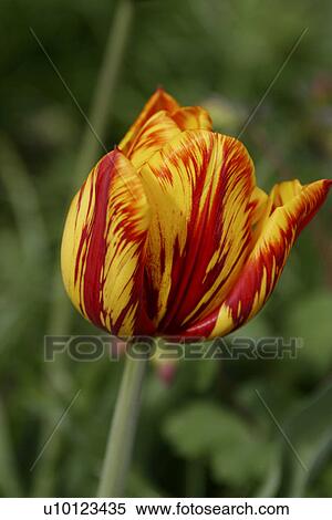 Stock Photography - Ottawa Tulip. Fotosearch