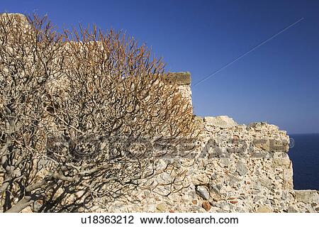 Bare Tree, Close-Up, Clear Sky, Blue, Abandoned View Large Photo Image Stock Image - Bare Tree, Close-Up, Clear Sky, Blue, Abandoned. Fotosearch