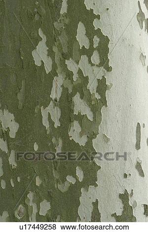 Stock Photo - cracks, old, cracked, tree, tree bark, bark. Fotosearch