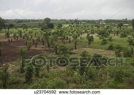 Stock Image - plantation, grass. Fotosearch