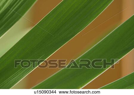 plant, plant life, flora, growth, green, environment View Large Photo Image Picture - plant, plant life, flora, growth, green, environment. Fotosearch