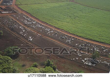 agricultural land, agriculture, aerial view View Large Photo Image Stock Photo - agricultural land, agriculture, aerial view. Fotosearch