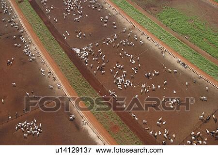Stock Photo - agriculture, animals, aerial view. Fotosearch