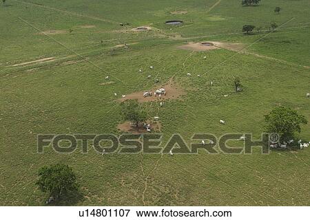agriculture, cattle, aerial view View Large Photo Image Stock Photo - agriculture, cattle, aerial view. Fotosearch